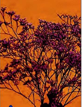 STATICE LATIFOLIA BLEU CHIARO NR.1000 SEMI - Foto 2